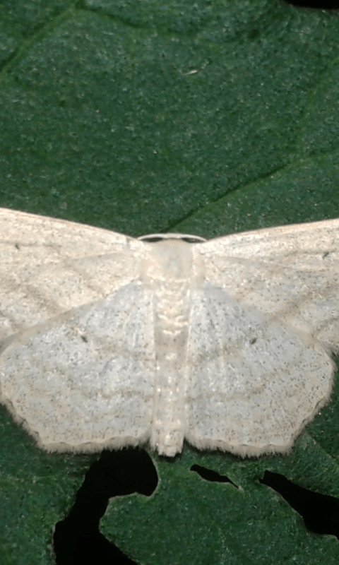 Geometridae : Scopula nigropunctata? S